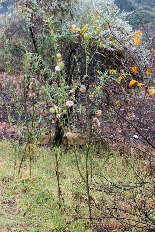 Photo of Hairy Balls (Gomphocarpus physocarpus) uploaded by RuuddeBlock