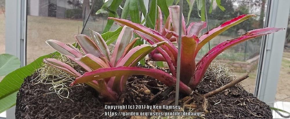 Photo of Neoregelia 'Donger' uploaded by drdawg