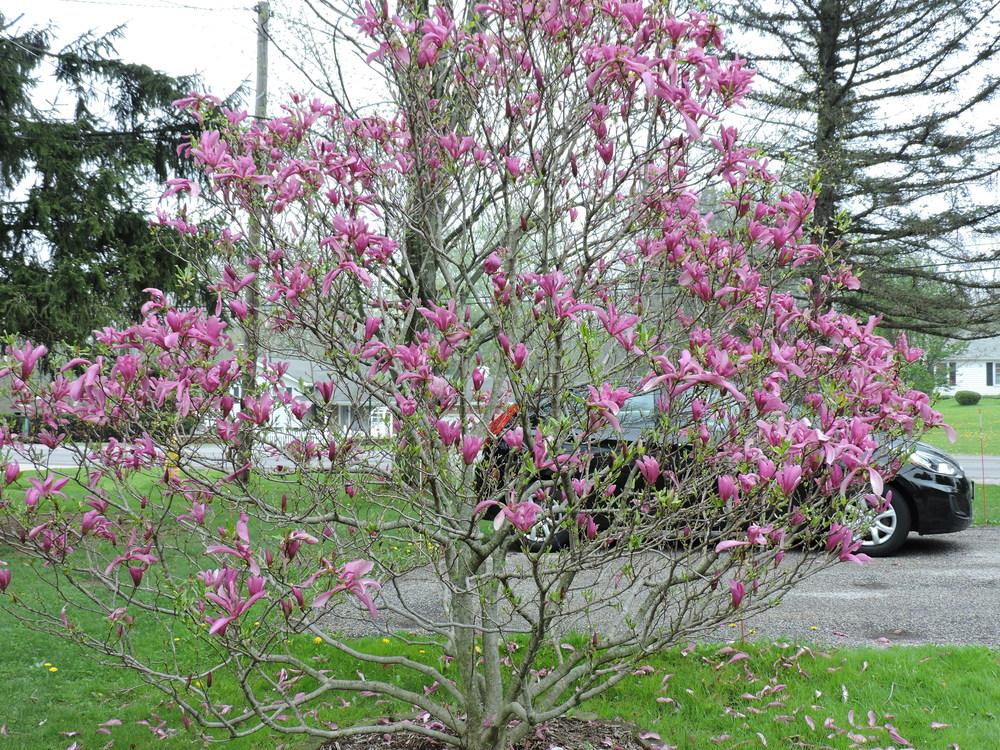 Photo of Saucer Magnolia (Magnolia x soulangeana) uploaded by paulaf
