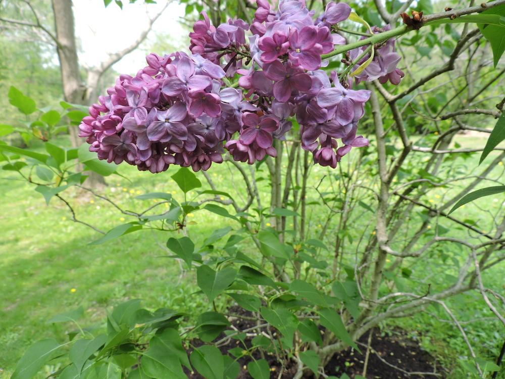 Photo of Lilacs (Syringa) uploaded by paulaf