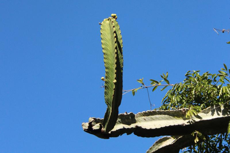 Photo of Candelabra Tree (Euphorbia ingens) uploaded by RuuddeBlock