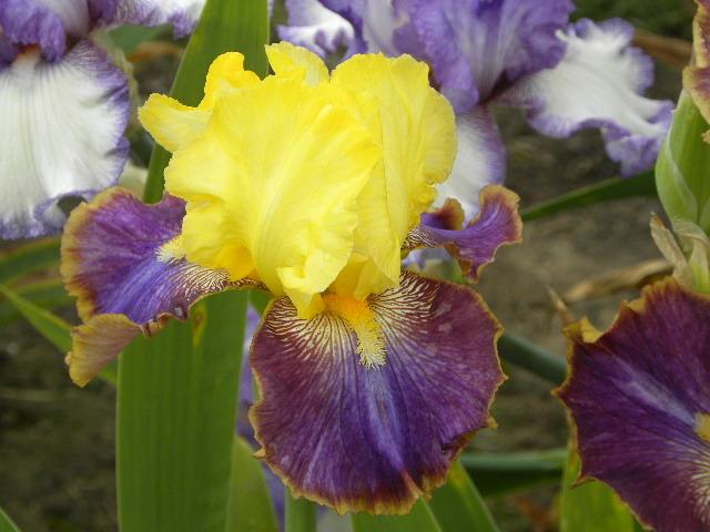 Photo of Tall Bearded Iris (Iris 'Let's Fly') uploaded by SassyCat