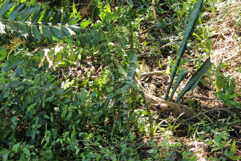 Photo of Snake Plant (Dracaena trifasciata) uploaded by RuuddeBlock