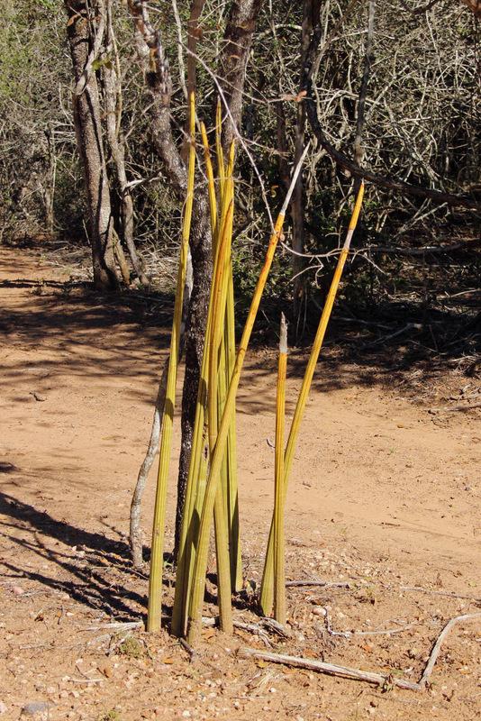 Photo of Snake Plant (Dracaena angolensis) uploaded by RuuddeBlock