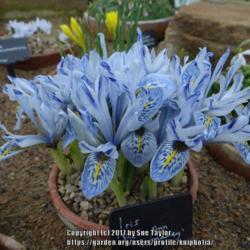 Location: RHS Harlow Carr alpine house, Yorkshire
Date: 2017-02-16