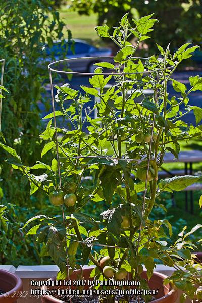 Photo of Tomato (Solanum lycopersicum 'Dwarf Beryl Beauty') uploaded by psa