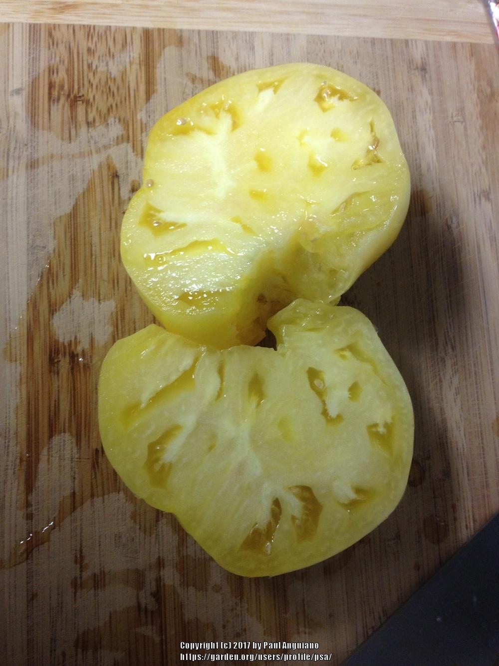 Photo of Tomato (Solanum lycopersicum 'White Queen') uploaded by psa