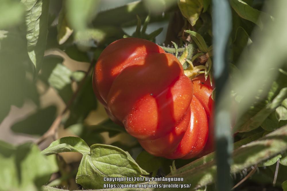 Photo of Tomato (Solanum lycopersicum 'Santorini Paste') uploaded by psa
