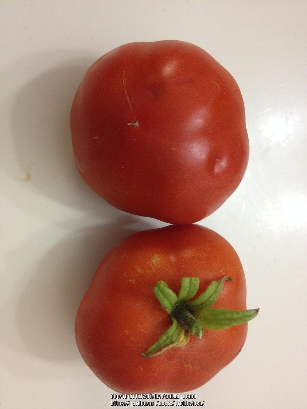 Photo of Tomato (Solanum lycopersicum 'Fireworks') uploaded by psa