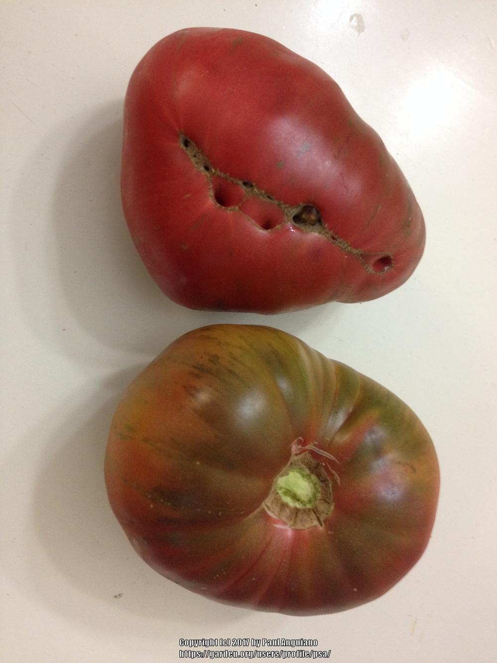 Photo of Tomato (Solanum lycopersicum 'Berkeley Tie-Dye, Pink') uploaded by psa
