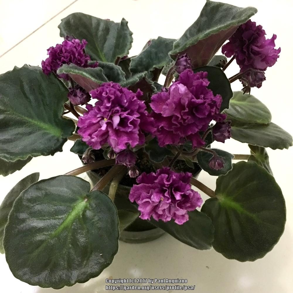 Photo of African Violet (Streptocarpus 'Redoubled') uploaded by psa