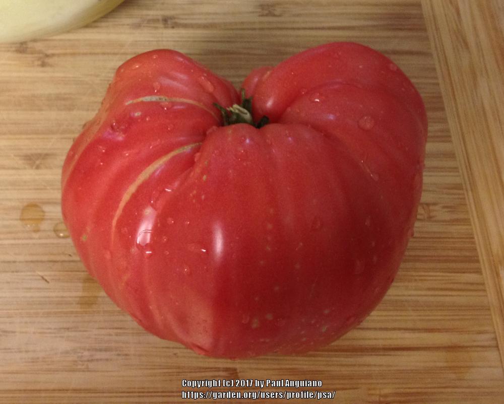 Photo of Tomato (Solanum lycopersicum 'Aunt Ginny's Purple') uploaded by psa