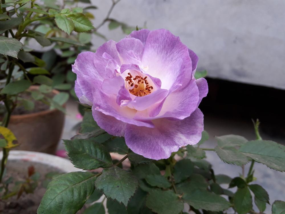 Photo of Floribunda Rose (Rosa 'Blue for You') uploaded by ANWARJAMAL