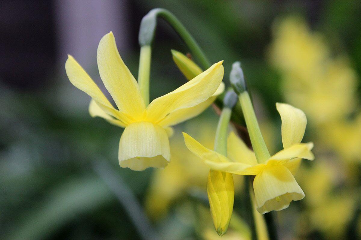 Photo of Triandrus Daffodil (Narcissus 'Hawera') uploaded by Joy