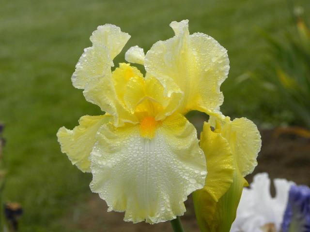 Photo of Tall Bearded Iris (Iris 'New Rules') uploaded by SassyCat
