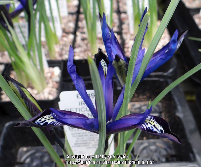 Photo of Reticulated Iris (Iris reticulata 'Blue Note') uploaded by kniphofia