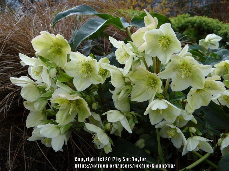 Photo of Hellebore (Helleborus Gold Collection® Ice Breaker Fancy) uploaded by kniphofia