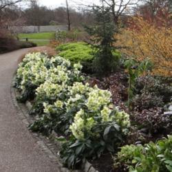 Location: RHS Harlow Carr, Yorkshire
Date: 2017-02-16
The winter walk at RHS Harlow Carr