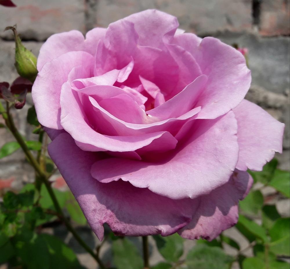 Photo of Floribunda Rose (Rosa 'Shocking Blue') uploaded by ANWARJAMAL