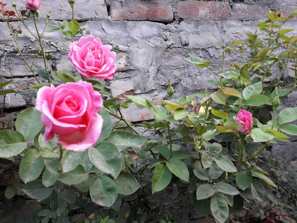Photo of Rose (Rosa 'Jadis') uploaded by ANWARJAMAL