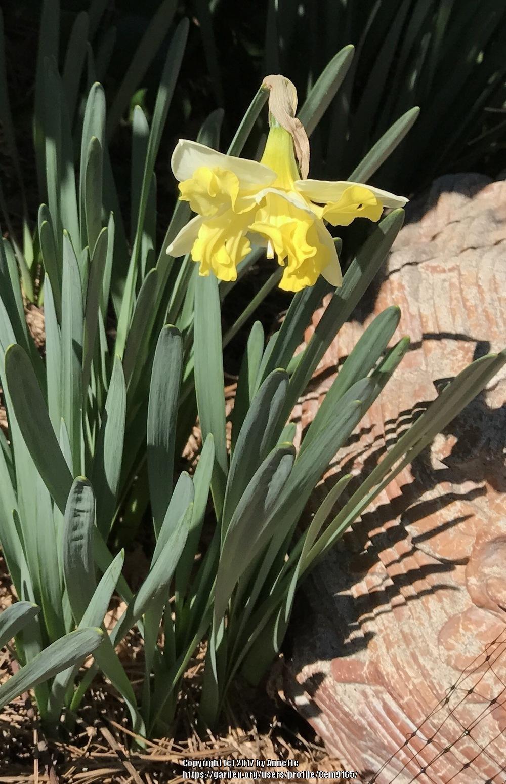 Photo of Split-Cupped Collar Daffodil (Narcissus 'Cassata') uploaded by Cem9165