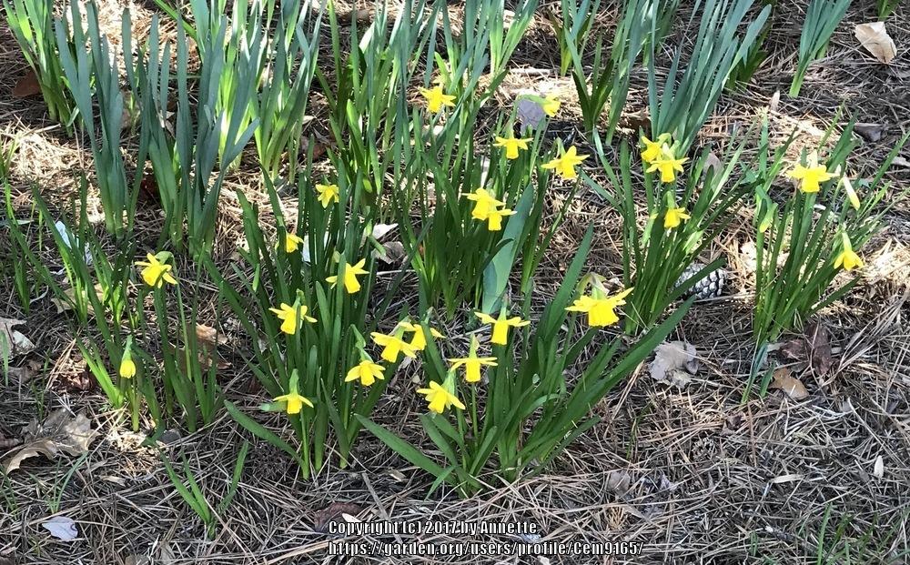 Photo of Daffodil (Narcissus 'Tete-a-Tete') uploaded by Cem9165