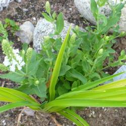 Location: Nora's Garden - Castlegar, B.C.
Date: 2016-07-03
 6:27 pm. This robust seedling of Salvia 'Sensation White" will b
