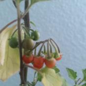 Otricoli Orange Berry fruit