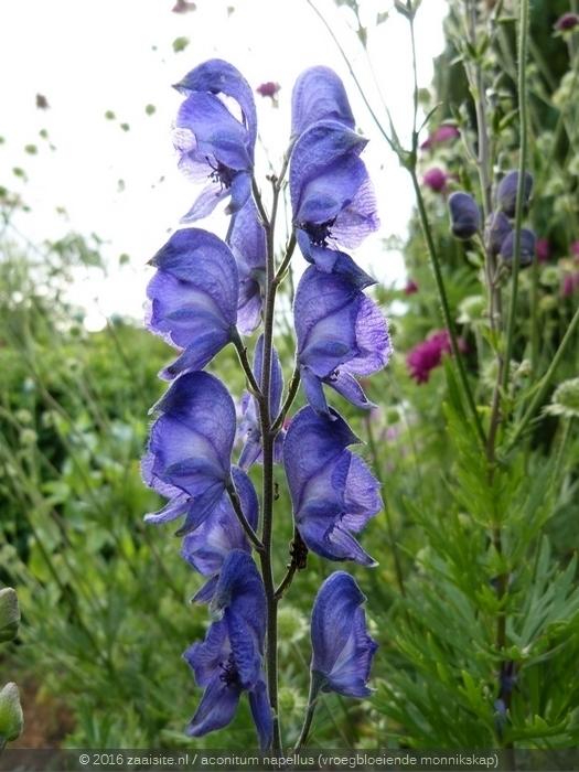 Photo of Monkshood (Aconitum napellus) uploaded by gea_at_zaaisite