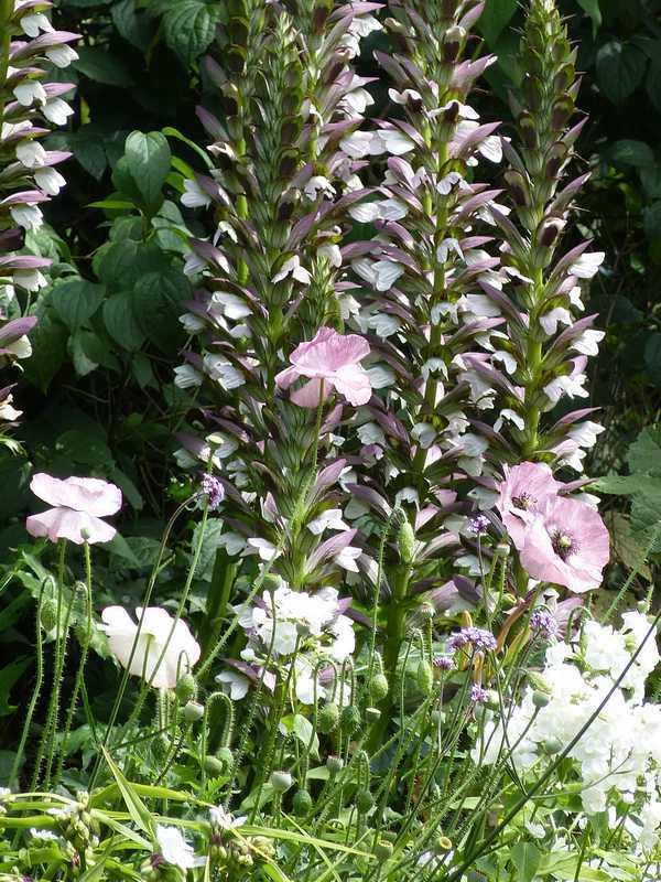 Photo of Bear's Breeches (Acanthus mollis) uploaded by gea_at_zaaisite
