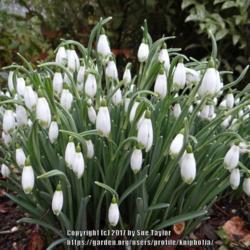 Location: RHS Harlow Carr, Yorkshire
Date: 2017-02-16