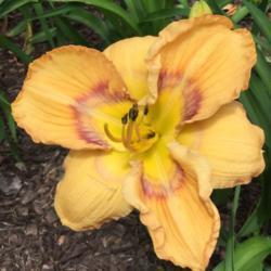 Location: My garden in Warrenville, SC
Date: 2016-05-03
Very early bloom