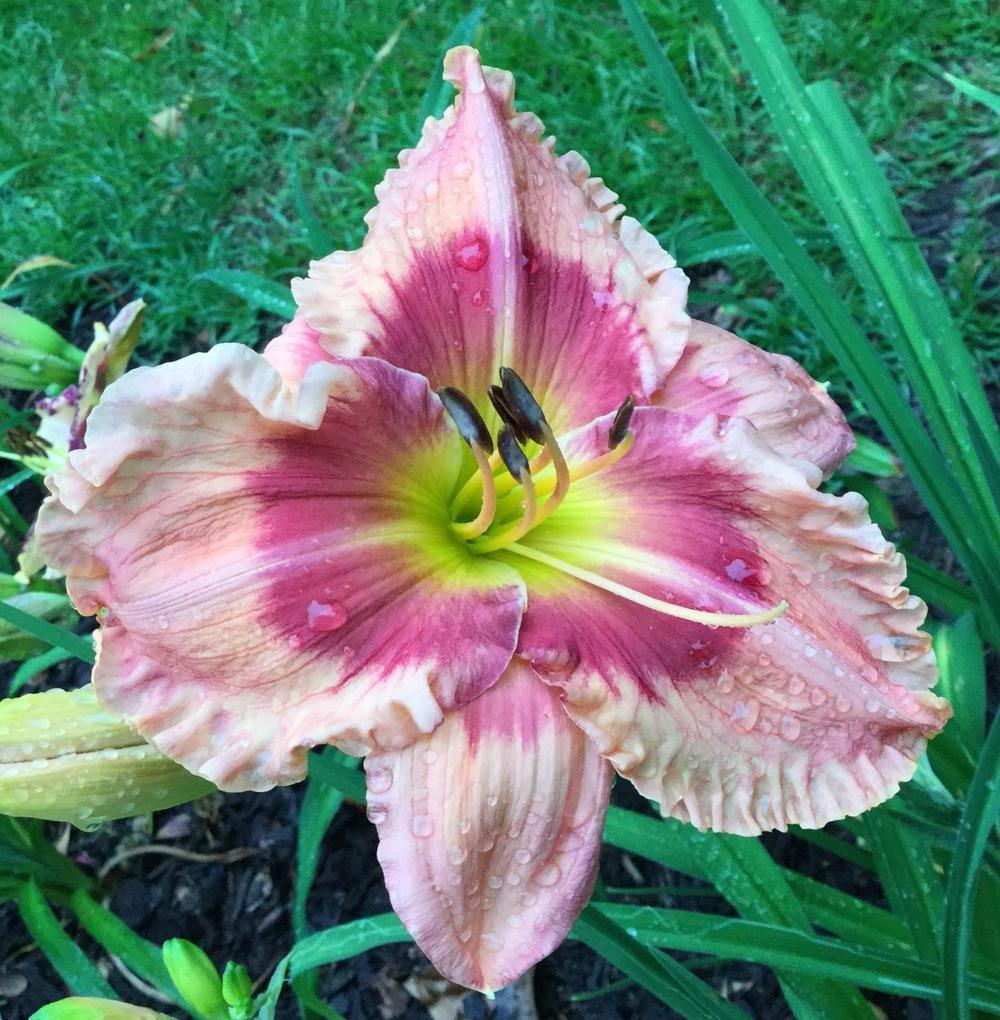 Photo of Daylily (Hemerocallis 'Flamboyant Eyes') uploaded by scflowers