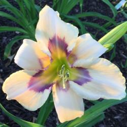 Location: My garden in Warrenville, SC
Date: 2016-05-04
Very early bloomer