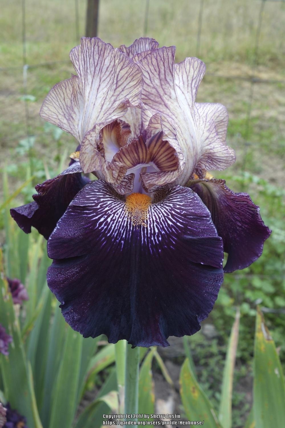 Photo of Tall Bearded Iris (Iris 'Action Packed') uploaded by Henhouse