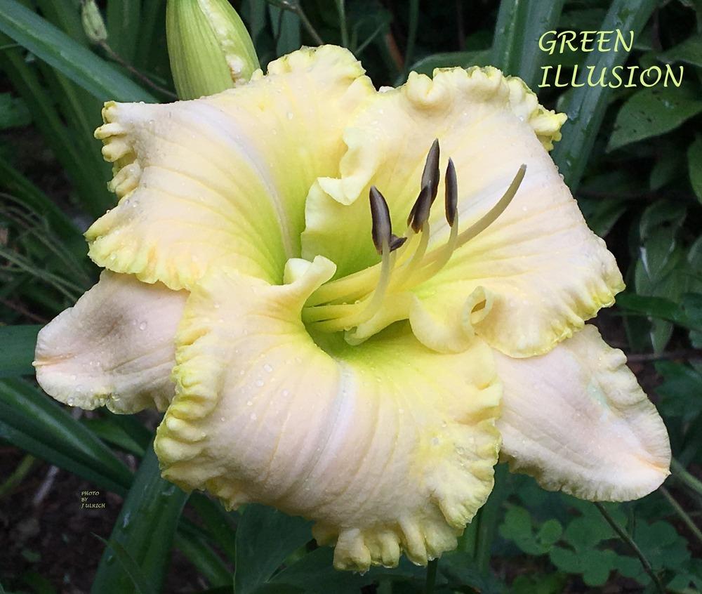 Photo of Daylily (Hemerocallis 'Green Illusion') uploaded by julrich