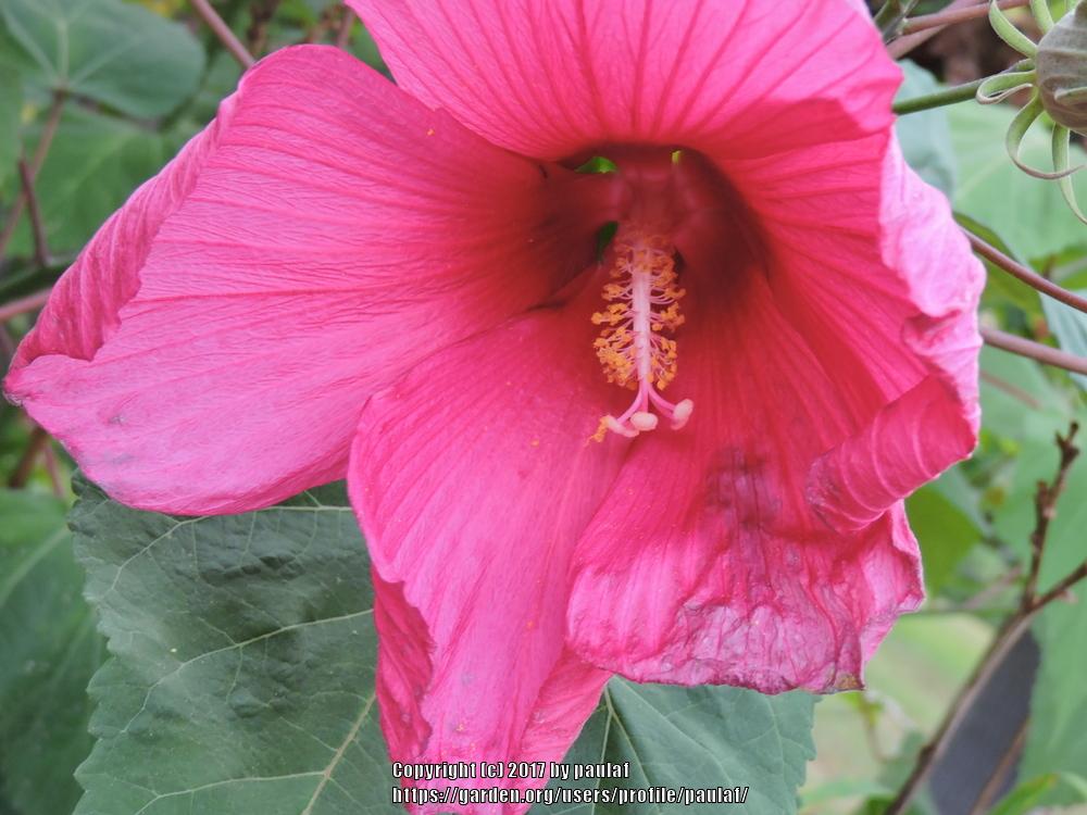 Photo of Hibiscus uploaded by paulaf