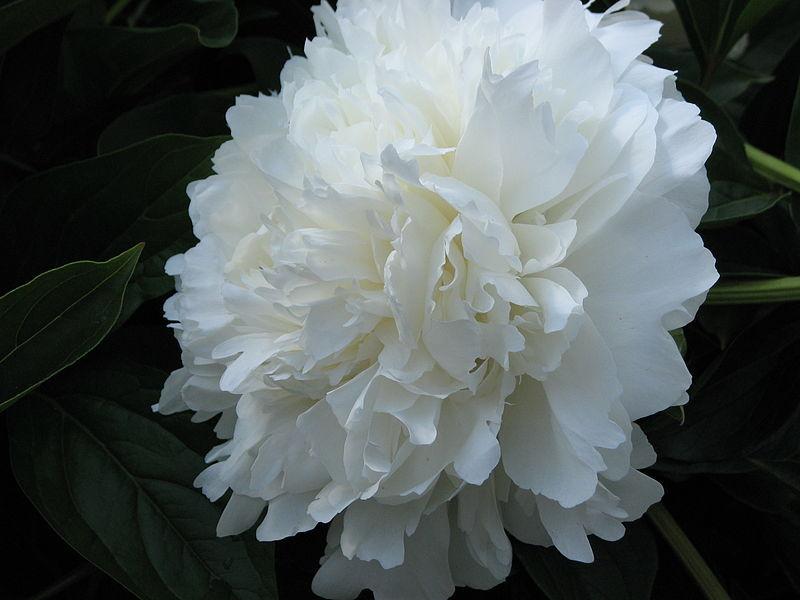 Photo of Peony (Paeonia lactiflora 'A. E. Kunderd') uploaded by robertduval14