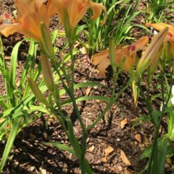 Location: My garden in Warrenville, SC
Date: 2016-06-09
Great scape and rebloom on this older cultivar