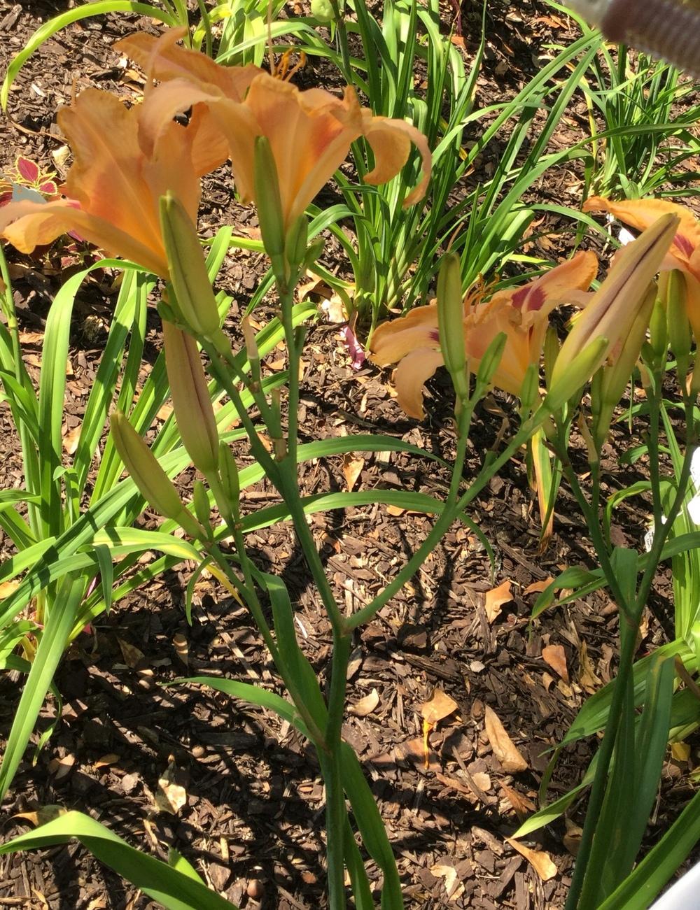 Photo of Daylily (Hemerocallis 'Along the Way') uploaded by scflowers