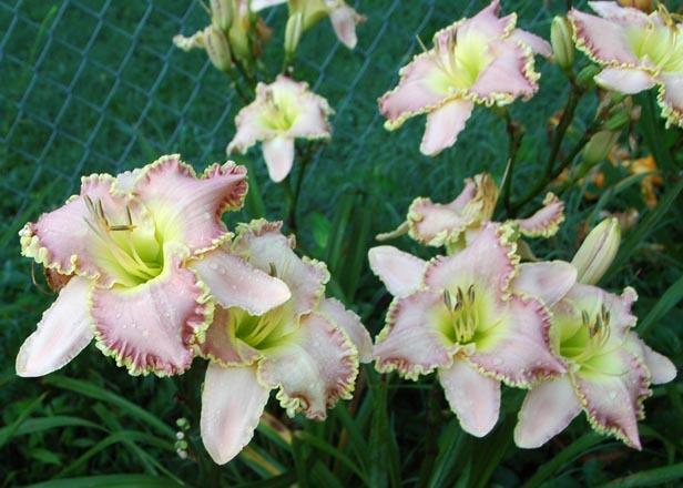 Photo of Daylily (Hemerocallis 'Best for Last') uploaded by shive1
