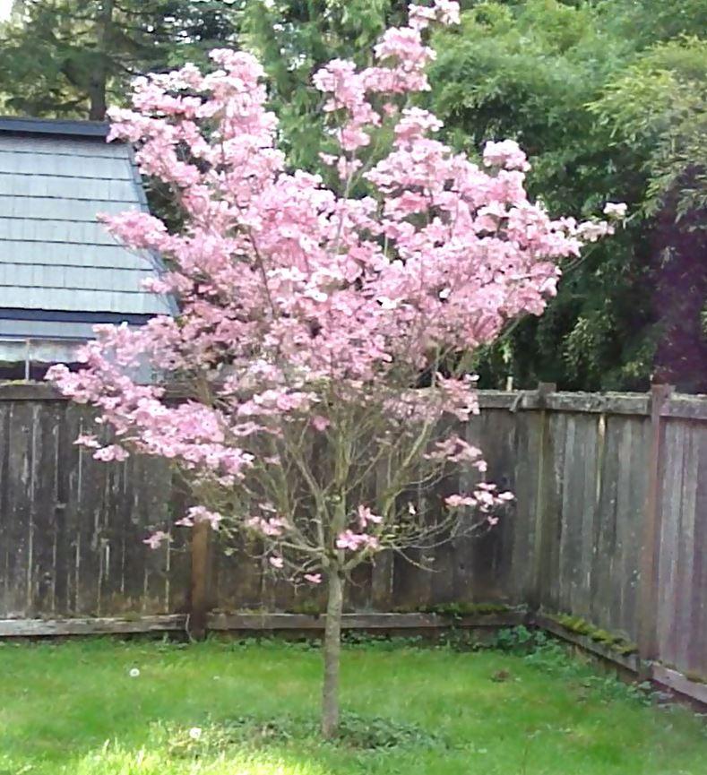Photo of Pink Flowering Dogwood (Cornus florida 'Rubra') uploaded by Brinybay