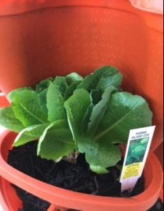 Photo of Lettuce (Lactuca sativa 'Parris Island') uploaded by LizDTM