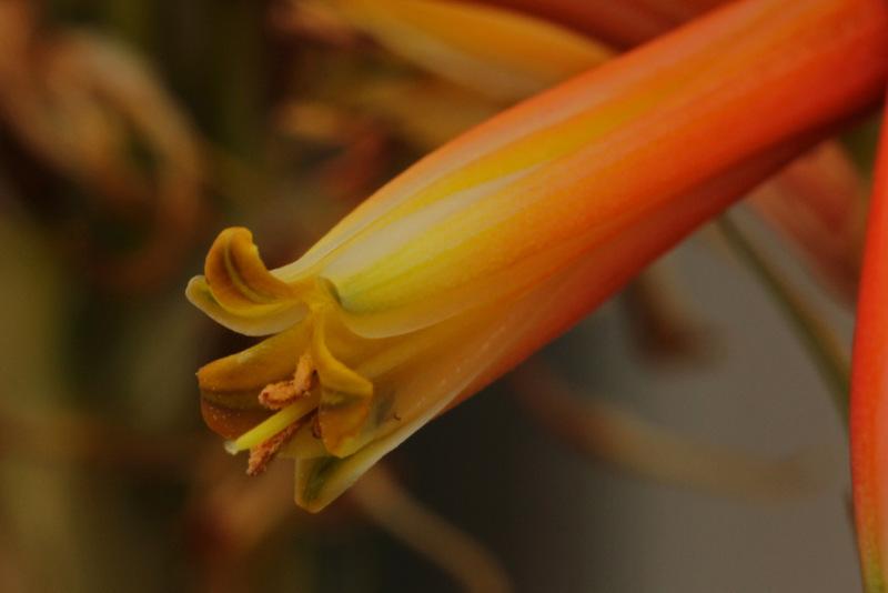 Photo of Doctor Kirk's Aloe (Aloe cryptopoda) uploaded by RuuddeBlock