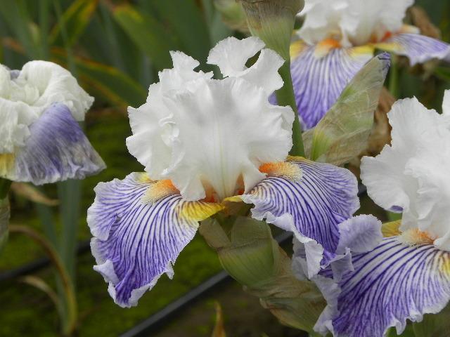 Photo of Tall Bearded Iris (Iris 'Pick-Up Line') uploaded by SassyCat