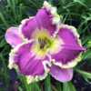Most vibrant, beautiful daylily I've ever seen.  This is not doct