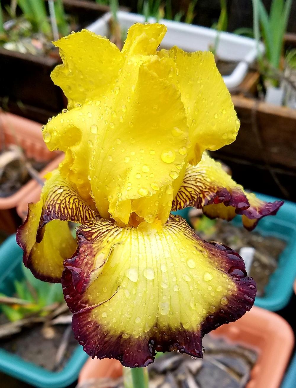 Photo of Tall Bearded Iris (Iris 'Chocolate Halo') uploaded by mesospunky