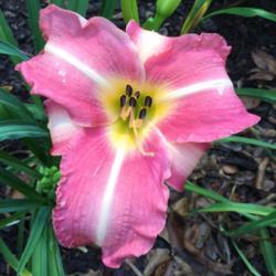 Location: My garden in Warrenville, SC
Date: 2016-07-04
Beautiful late bloomer