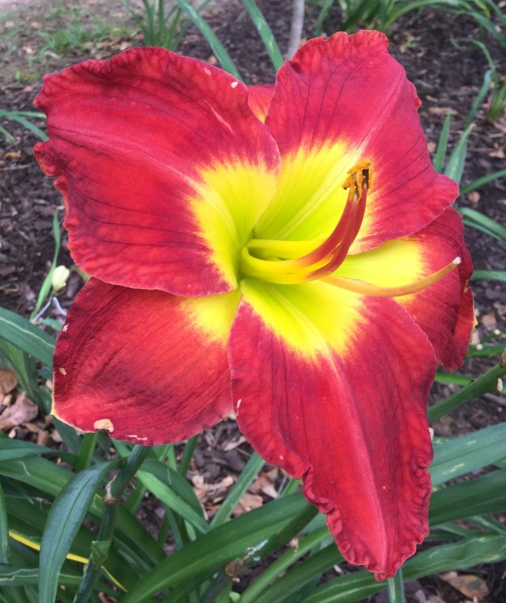 Photo of Daylily (Hemerocallis 'Passion for Red') uploaded by scflowers
