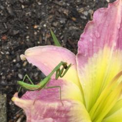 Location: My garden in Warrenville, SC
Date: 2016-07-16
Preying mantis eating a spider